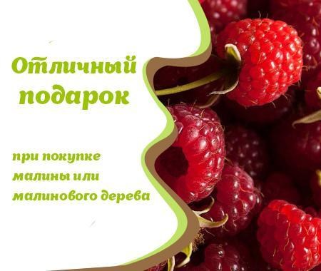 Акция! Малиновое дерево в подарок Акция! Малиновое дерево в подарок