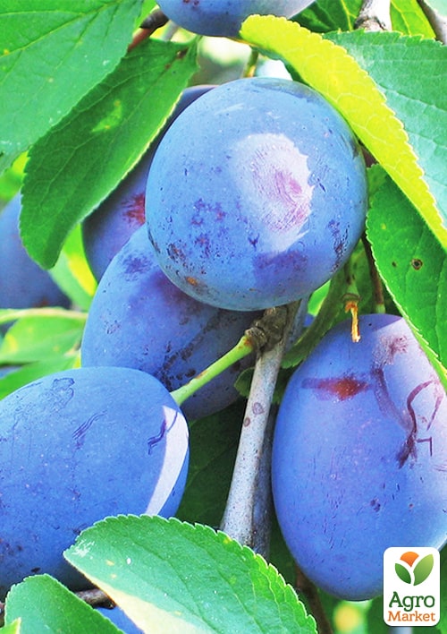 

Слива Геркулес