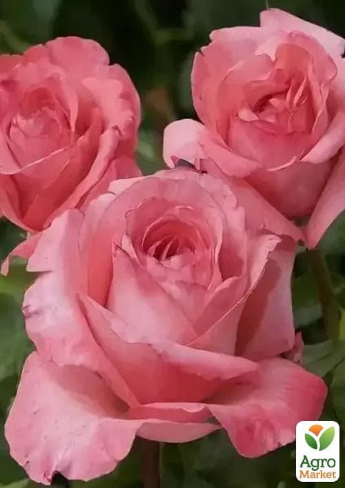 

Троянда чайно-гібридна Ленні (саджанець класу АА +) вищий сорт