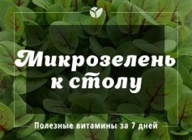 Как выращивать микрозелень к праздникам