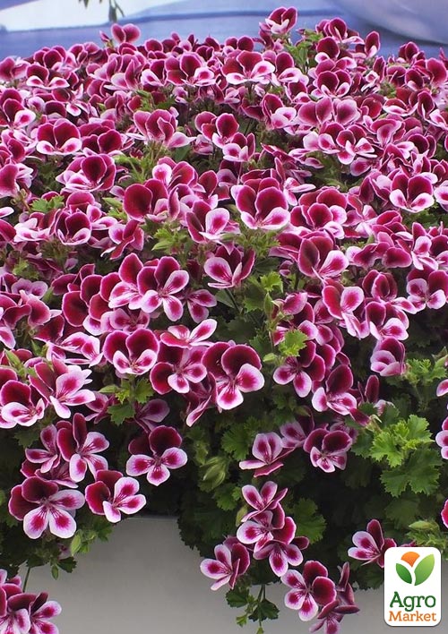 

Пеларгония ароматная Angels Perfume Bicolor