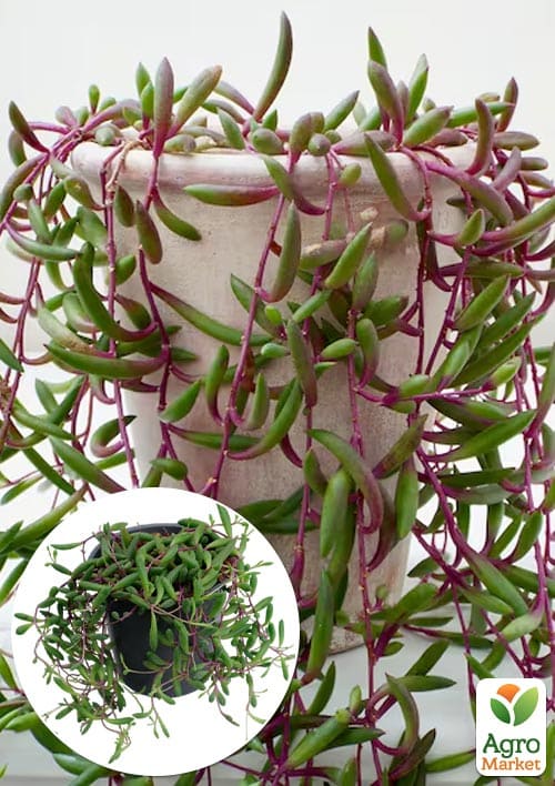 

LMTD Сенецио (крестовник) Purple Flash подвесной вазон