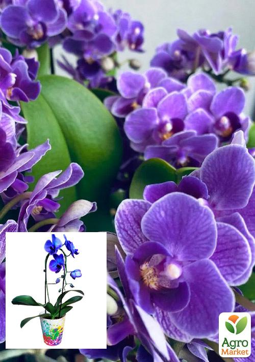 Орхидея (Phalaenopsis) "Cascade Violet" 1 саженец в упаковке (комнатный) Нидерланды