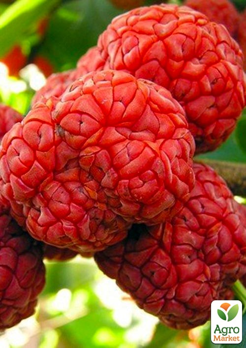 

Ексклюзив! Полуничне дерево (кудранія) насичено червоне Нанака (Nanaka) (преміальний сорт, має смак стиглої хурми)