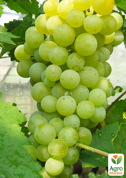 

Виноград Квітковий (винний сорт, пізній термін дозрівання, неповторний мускатний присмак)