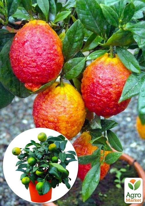 

LMTD Лайм красный на штамбе с плодом 3-х летний Limetta Rossa (25-45см)