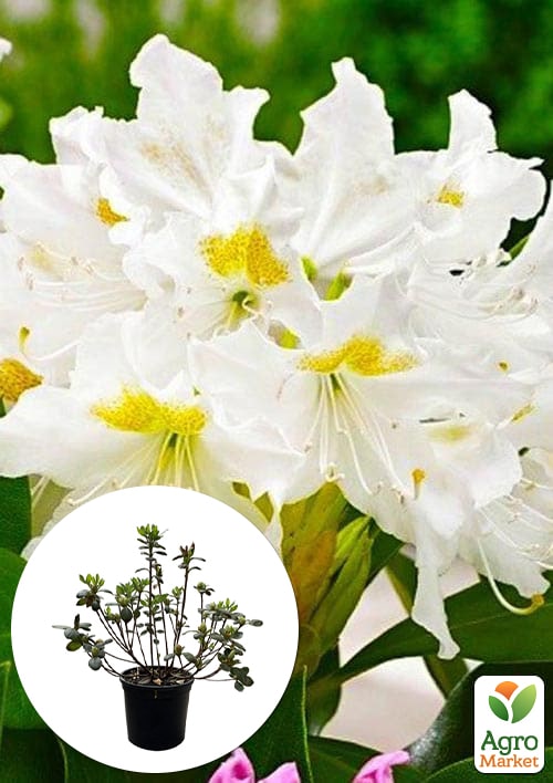 

Азалія 2-х річна Geisha Weiss С1 висота 25-40см