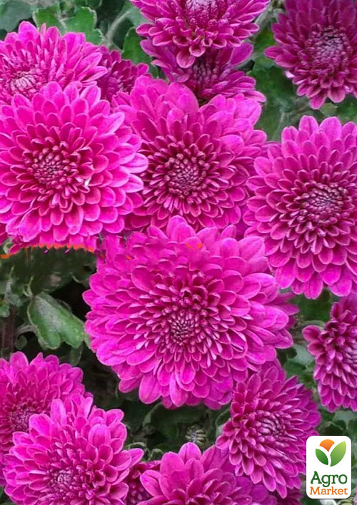 

Хризантема мультифлора куляста Pilou Violet