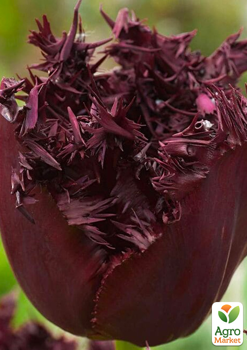 

Тюльпан Labrador