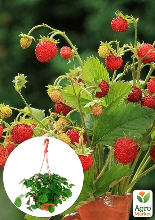 

Земляника крупноплодная Барон Солемахер ремонтантная в подвесном вазоне