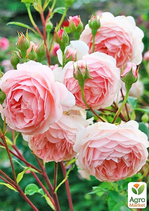 

Роза английская The Alnwick Rose (саженец класса АА+) высший сорт