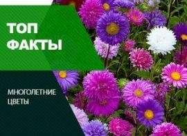 Астра и ТОП-5 удивительных фактов о ней