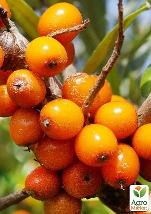 

Облепиха 2-летняя Hergo укорененная в контейнере (женский сорт)