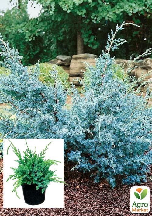 

Ялівець китайський 3-х річний «Blue Alps» S3, висота 30-40 см