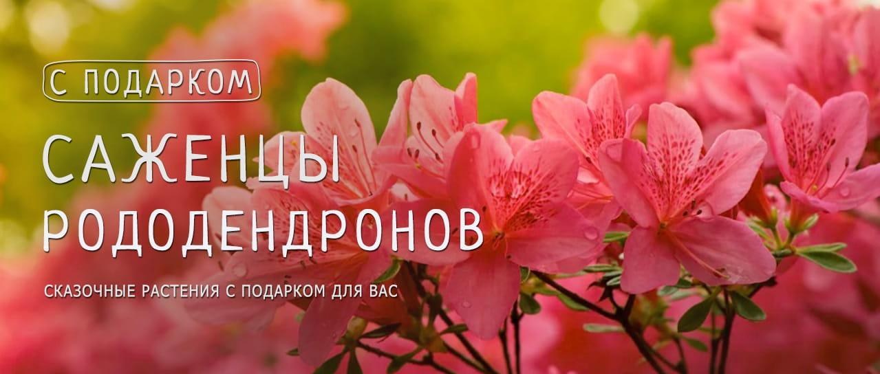 Акция! Получайте отменный подарок при покупке саженцев рододендронов Акция! Получайте отменный подарок при покупке саженцев рододендронов