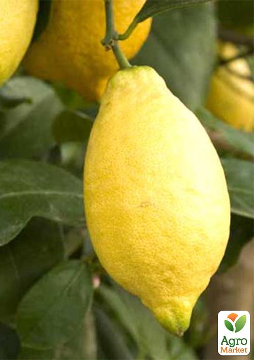 

Лимон Лунаріо