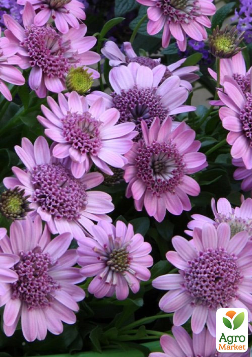 

Остеоспермум махровый 3D Pink Bicolor (контейнер № 10, высота 10-20 см)
