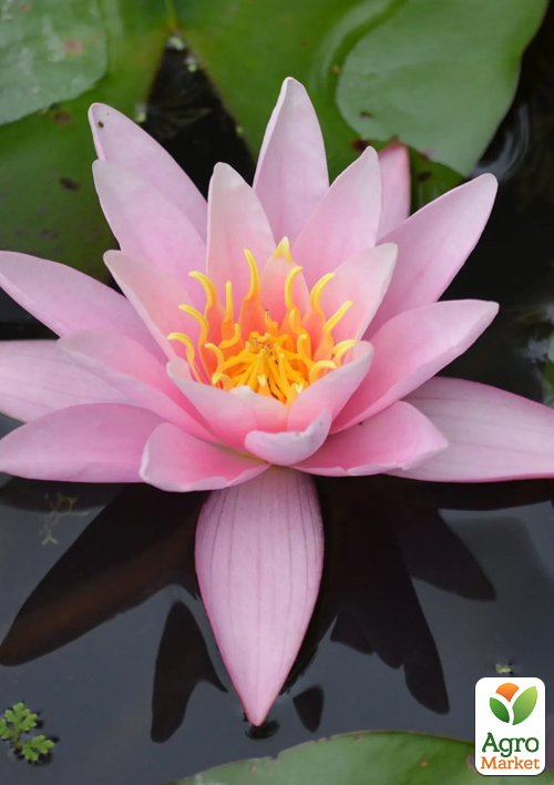 

Нимфея Pink Sensation