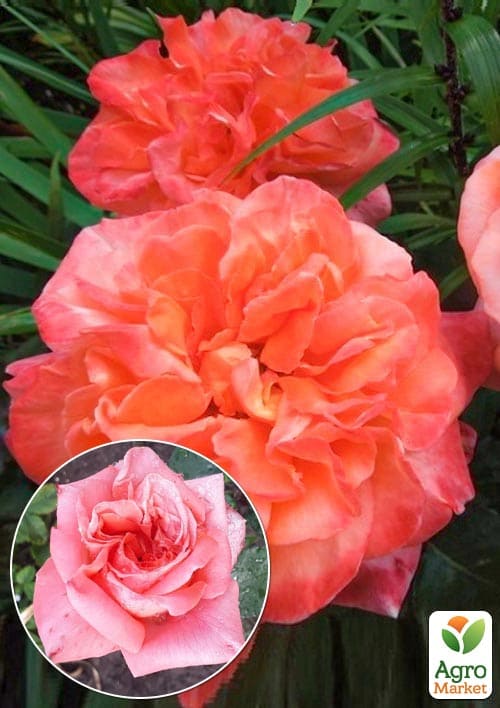 

Троянда чайно-гібридна Rene Goscinny (саджанець класу АА+) вищий сорт