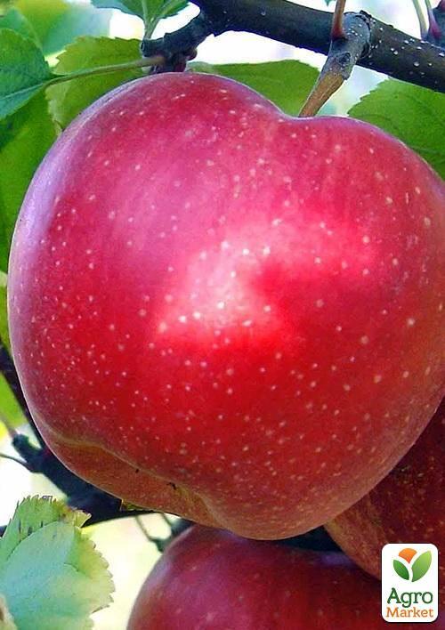 

Яблоня Катерина (зимний сорт, поздний срок созревания)
