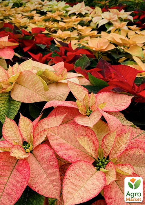 

Пуансеттия MIX Уценка (Рождественская Звезда)