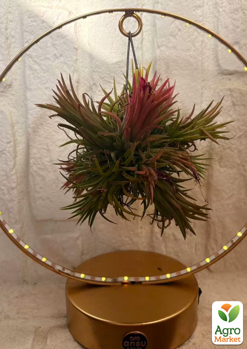 

LMTD Тилландсия Ionantha на подвесной основе круг золото с подсветкой 24см