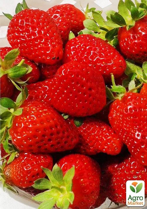 

Полуниця Чудо світу 5шт (ремонтантний сорт)