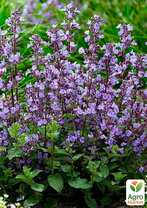 Котовник "Junior Walker"(Nepeta faassenii) 1 саженец в упаковке
