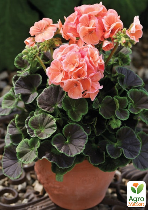 

Пеларгонія садова Буллз Ай F1 салмон ТМ Vesna Select 5шт