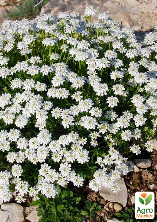 

Іберіс Snowflake (вічнозелений мереживний килим у вашому саду)