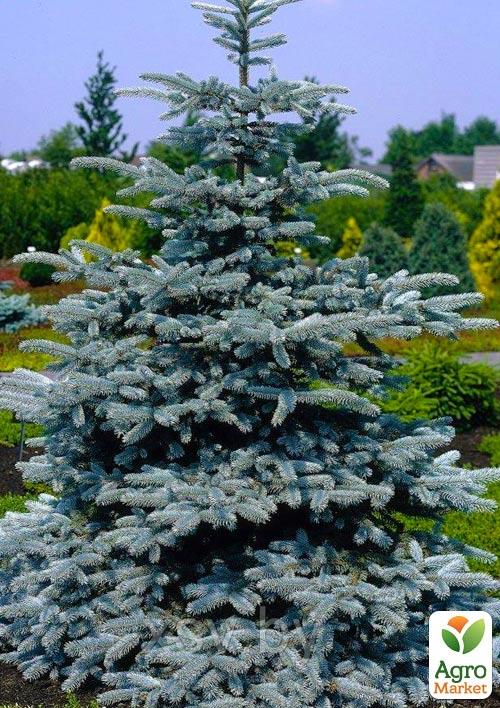 

Ель колючая голубая Santa Fe (горшок P9)