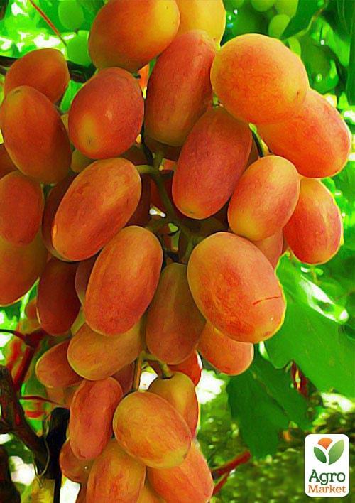 

Виноград Сенсация (очень ранний срок созревания, долгий период хранения ягод)