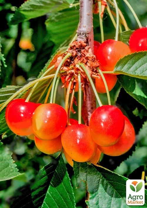 

Черешня розовая Райнер укорененная в контейнере (саженец 2 года)