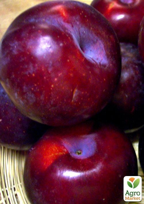 

Эксклюзив! Слива Анжелино (осенний сорт, поздний срок созревания)