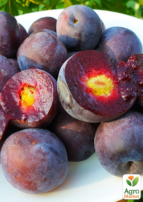 

Сливово-вишневий гібрид Мейнор 1 саджанець в упаковці