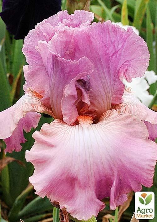 

Ирис бородатый крупноцветковый "Hortensia rose" 1шт в упаковке