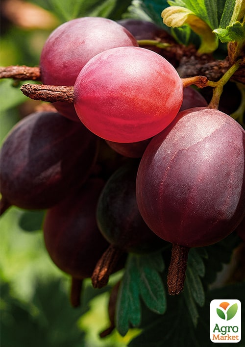 

Крыжовник Финиковый (поздний срок созревания, сорт высокозимостойкий)