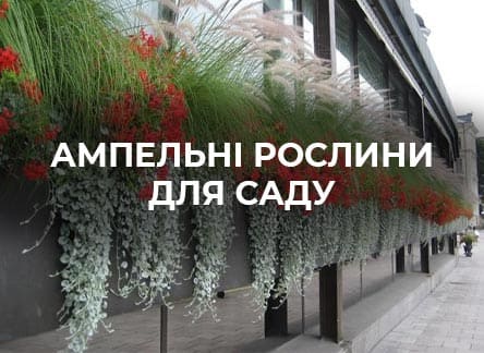 Красиві ампельні рослини для саду | Agro-market