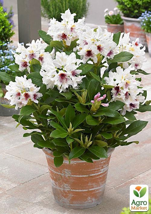 

Рододендрон білий Калсап (Calsap)