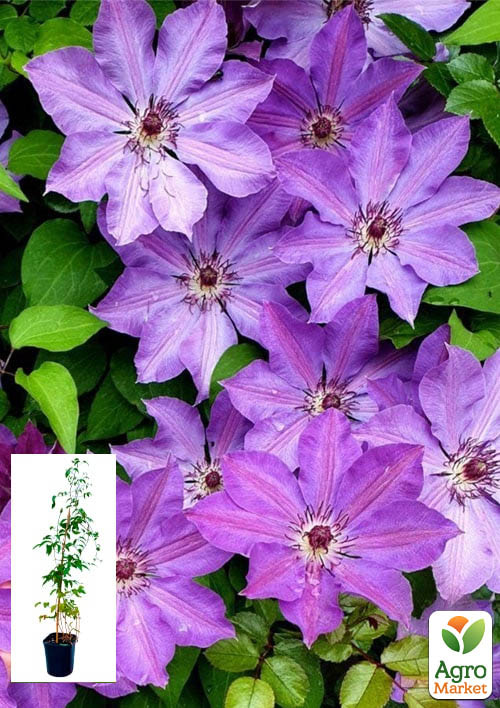 

Клематис 2-х летний Baltik С2