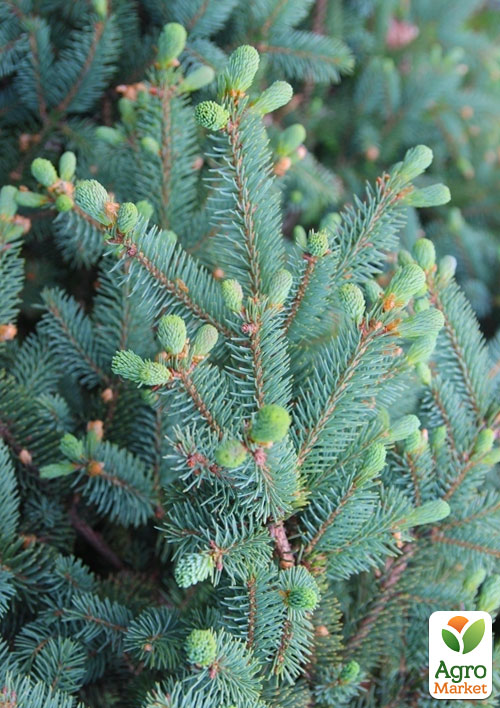 

Ялина блакитна Meyeri (горщик P9)