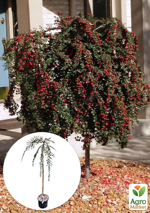 

LMTD Кизильник на штамбе 3-х летний Royal Carpet (100см)