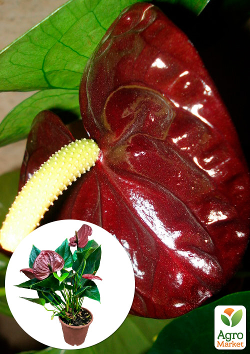 

Антуріум (Anthurium) Sempre (висота 40-60см)