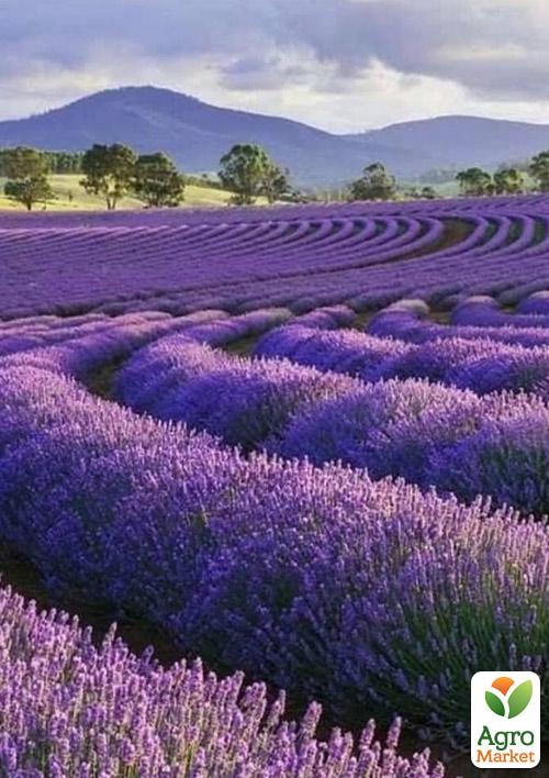 

Лаванда англійська вузьколиста Дварф Блю (Dwarf Blue) 1шт в упаковці