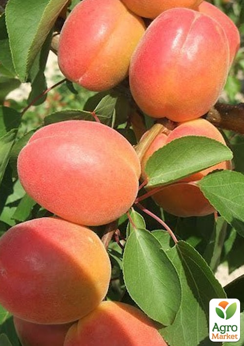 

Абрикос Колорадо (літній сорт, ранній термін дозрівання)