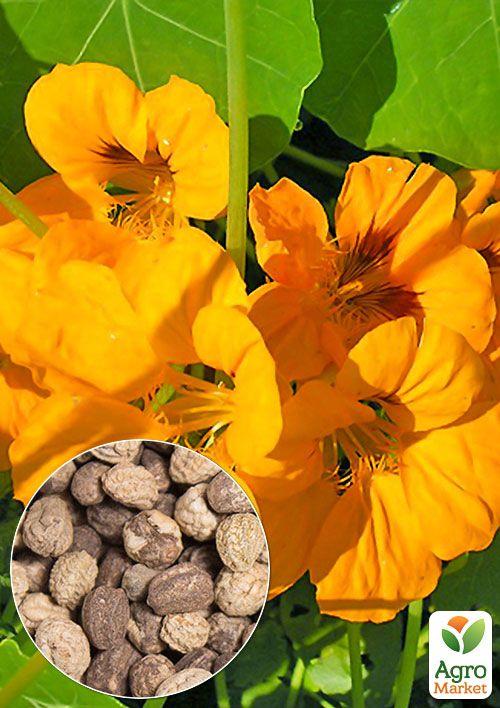 

На развес Настурция Золотой блеск ТМ Весна цена за 3г