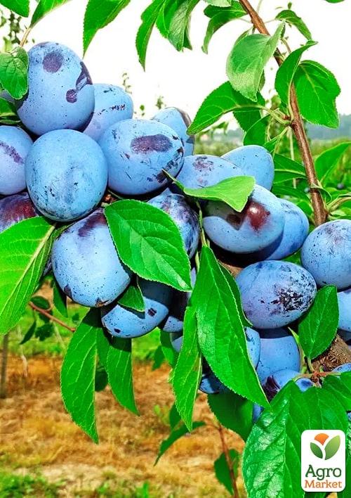 

Слива Ганіта (літній сорт, середньопізній термін дозрівання)