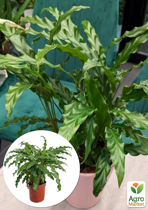 

Калатея Rufigreen (высота 30-40см)