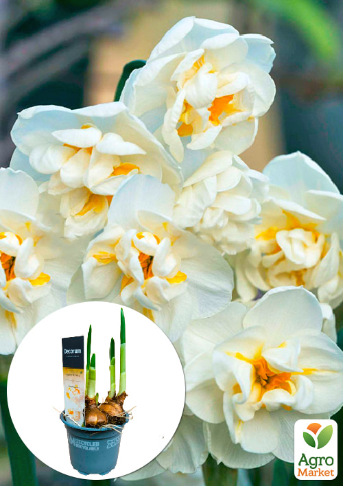 

Нарцисс Bridal Crown укорененный