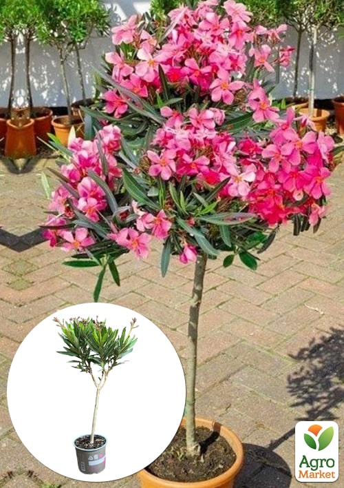 

LMTD Олеандр на штамбе цветущий 3-х летний Emilie Salut (50-70см)